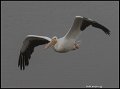 _0SB0195 american white pelican in fog